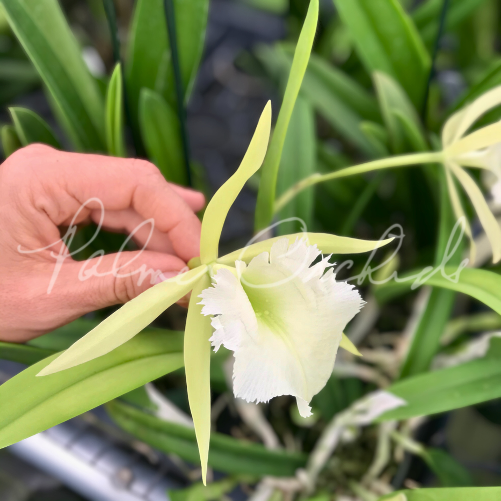 Rcv. Jimminey Cricket — Palmer Orchids